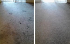Corvallis carpet cleaning before and after picture